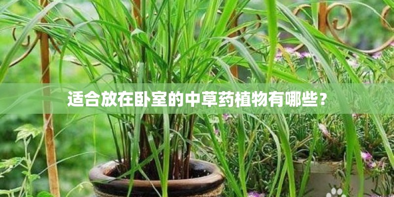 适合放在卧室的中草药植物有哪些？