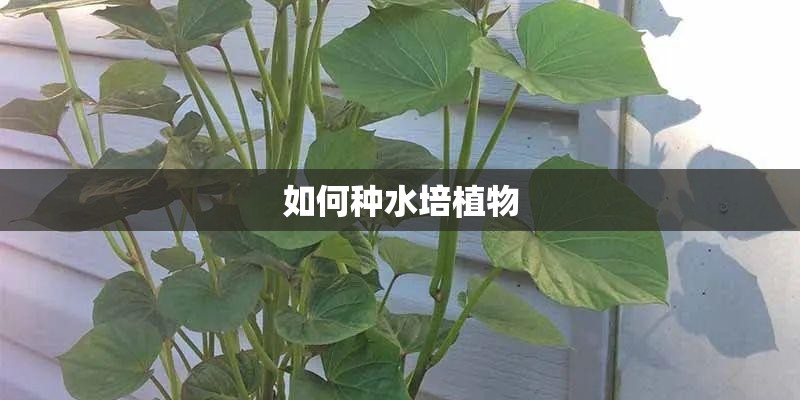 如何种水培植物