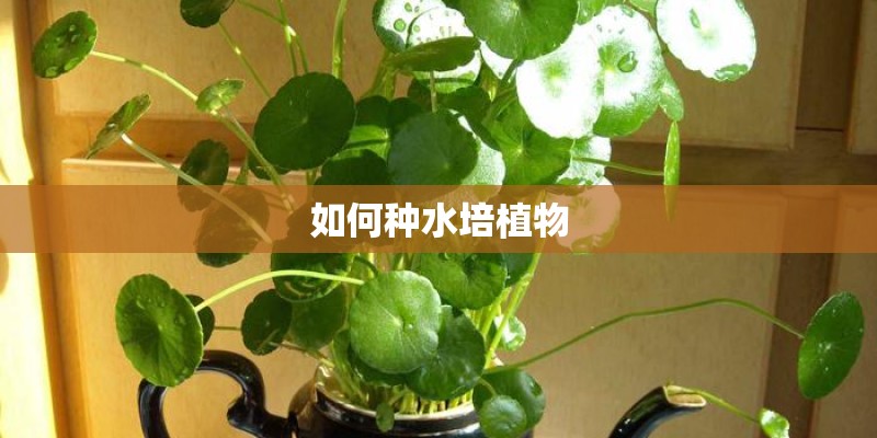 如何种水培植物