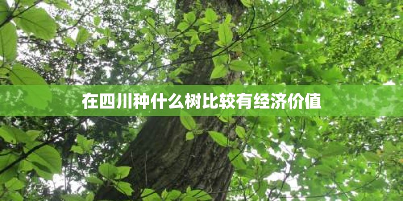 在四川种什么树比较有经济价值