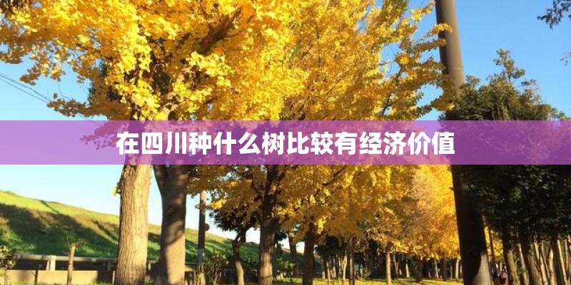 在四川种什么树比较有经济价值