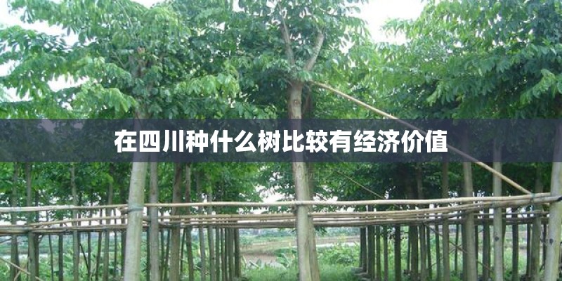 在四川种什么树比较有经济价值