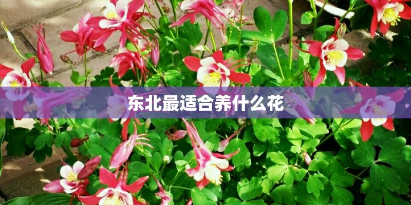 有大棚种植金银花的吗-