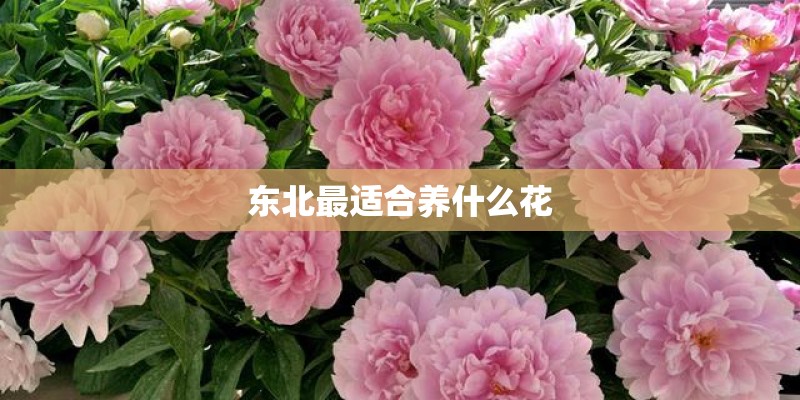 东北最适合养什么花