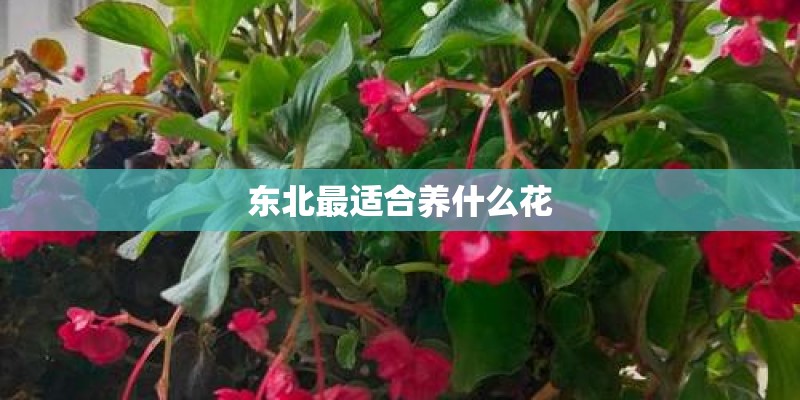 东北最适合养什么花