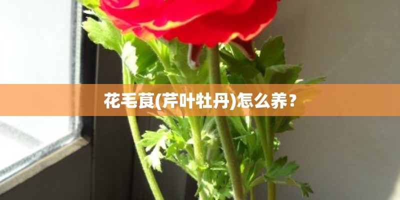 中班蒙氏教案