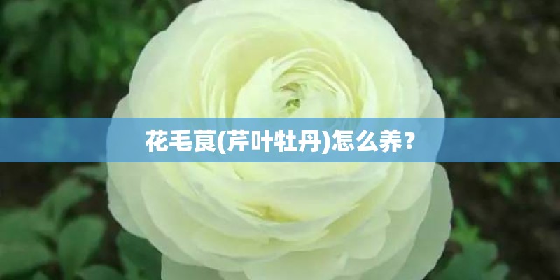 花毛茛(芹叶牡丹)怎么养？