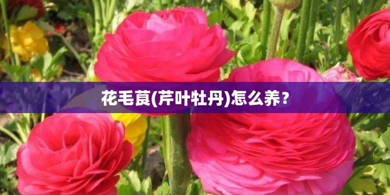 花毛茛(芹叶牡丹)怎么养？