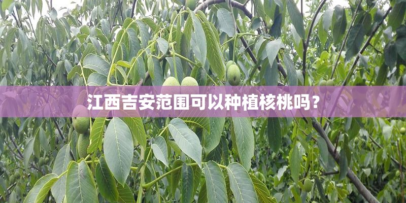 江西吉安范围可以种植核桃吗? 江西吉安范围可以种植核桃吗?