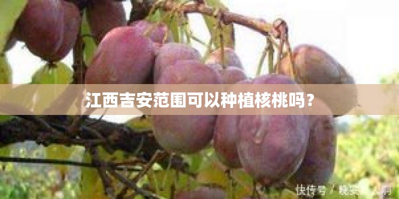 江西吉安范围可以种植核桃吗? 江西吉安范围可以种植核桃吗?