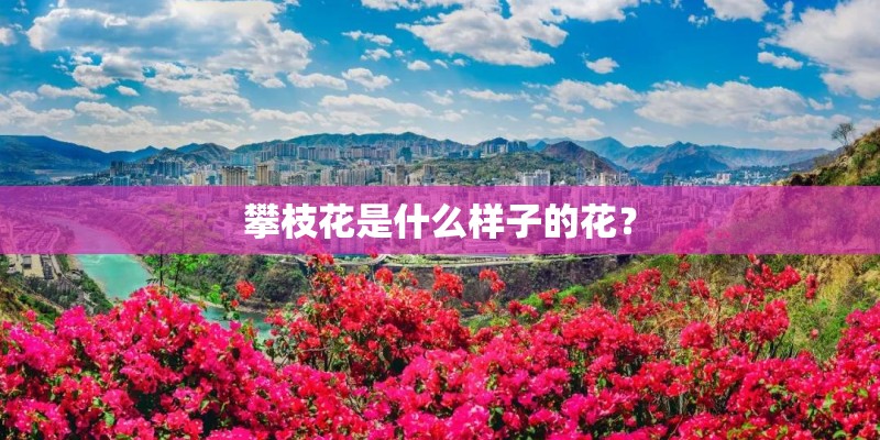 中班蒙氏教案