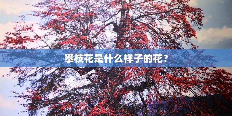 攀枝花是什么样子的花？