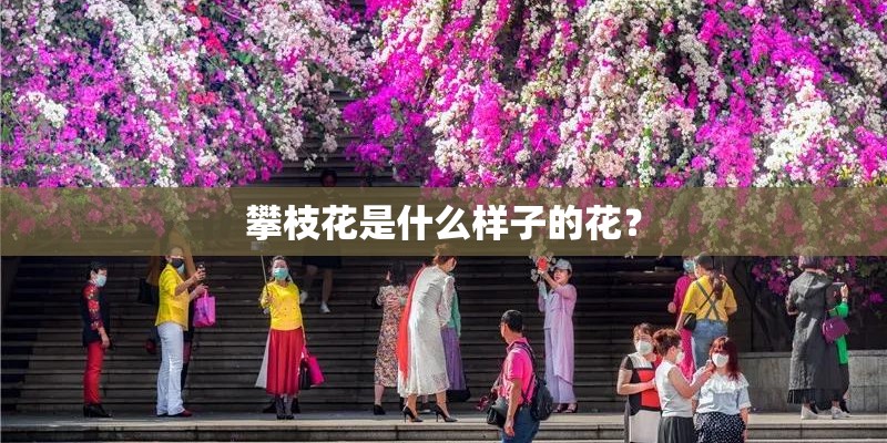 攀枝花是什么样子的花？