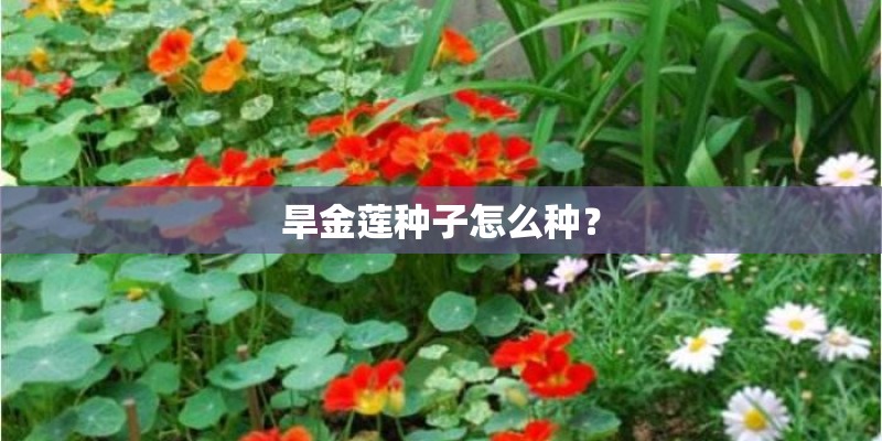 有大棚种植金银花的吗-