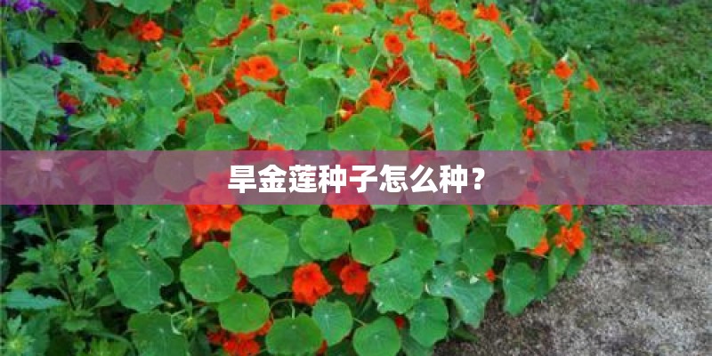 旱金莲种子怎么种？