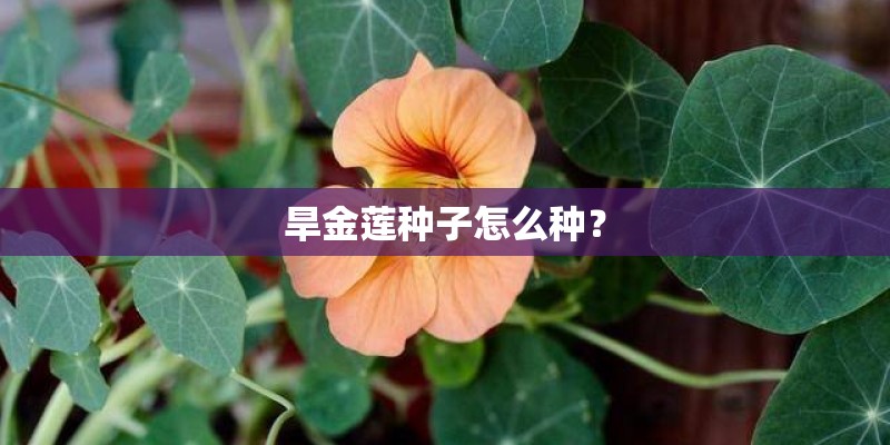 旱金莲种子怎么种？