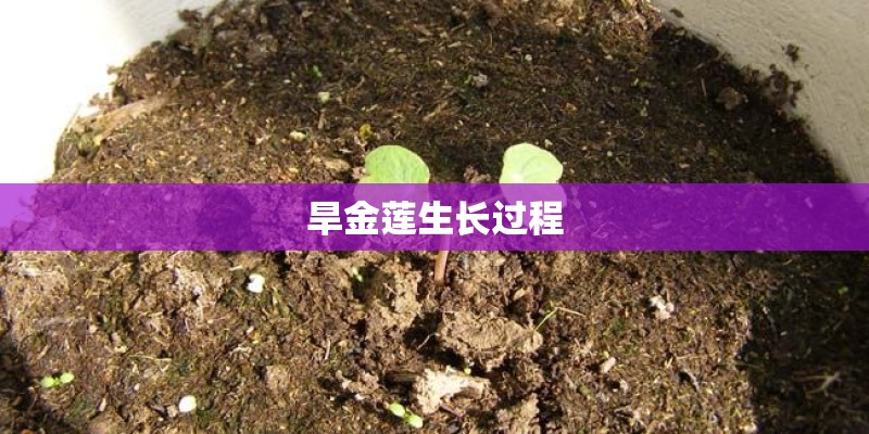 包粽子用什么叶子 老人吃粽子要注意热量
