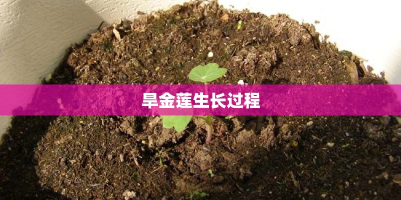 旱金莲生长过程