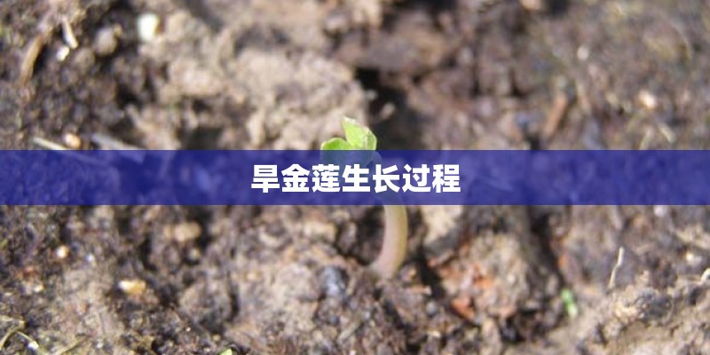 旱金莲生长过程