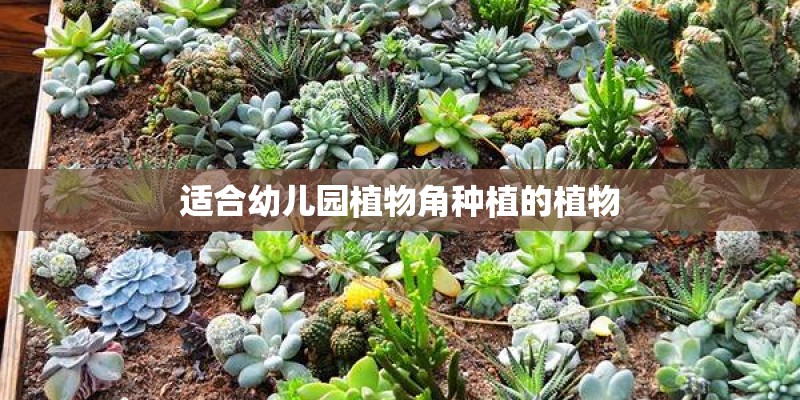 梦见栽花是什么意思有什么预兆