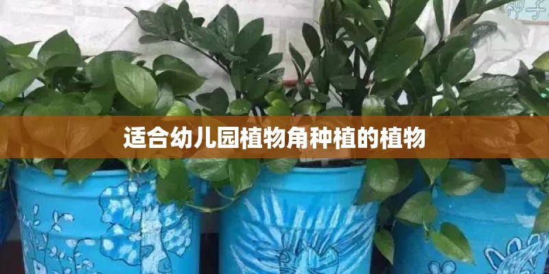 适合幼儿园植物角种植的植物