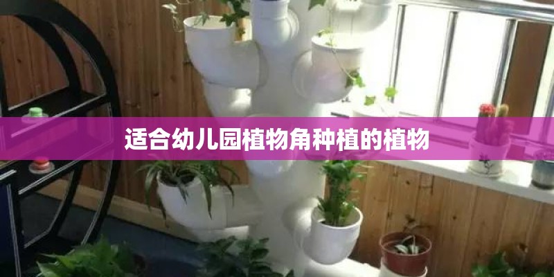 适合幼儿园植物角种植的植物