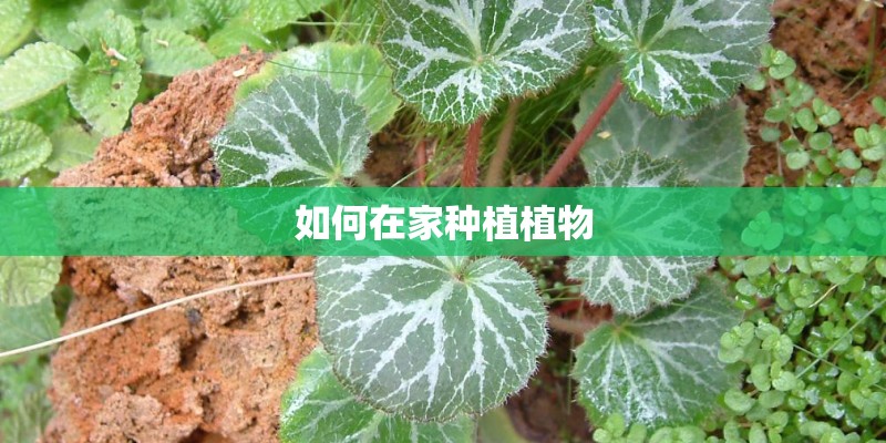 好养的花卉有哪些