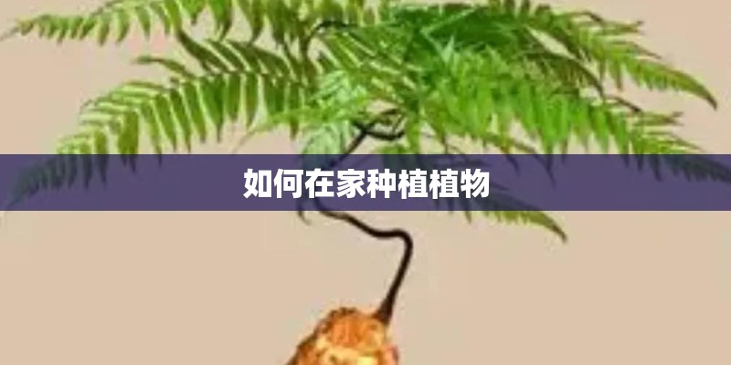 如何在家种植植物