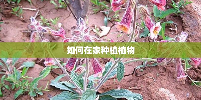 如何在家种植植物