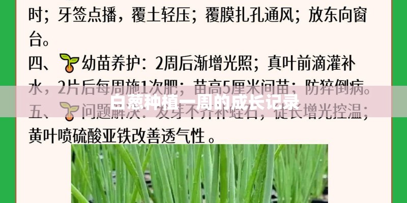 好养的花卉有哪些