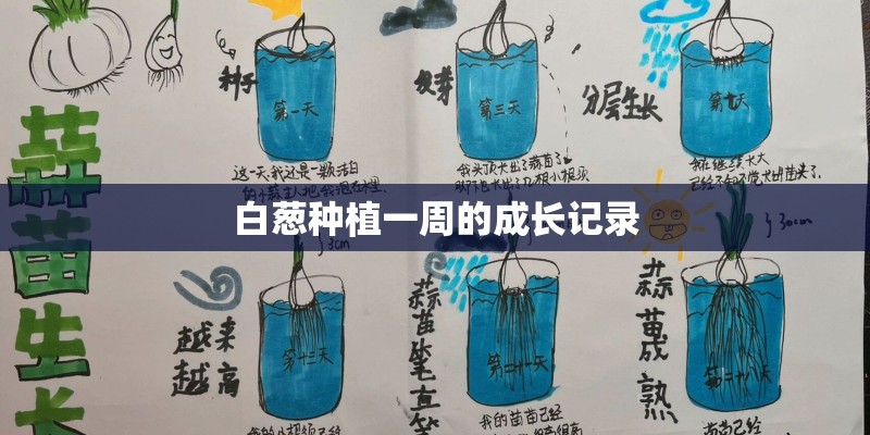 白葱种植一周的成长记录