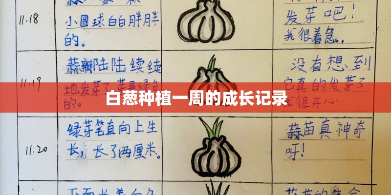 白葱种植一周的成长记录