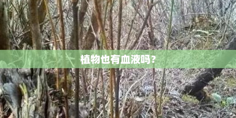 植物也有血液吗？