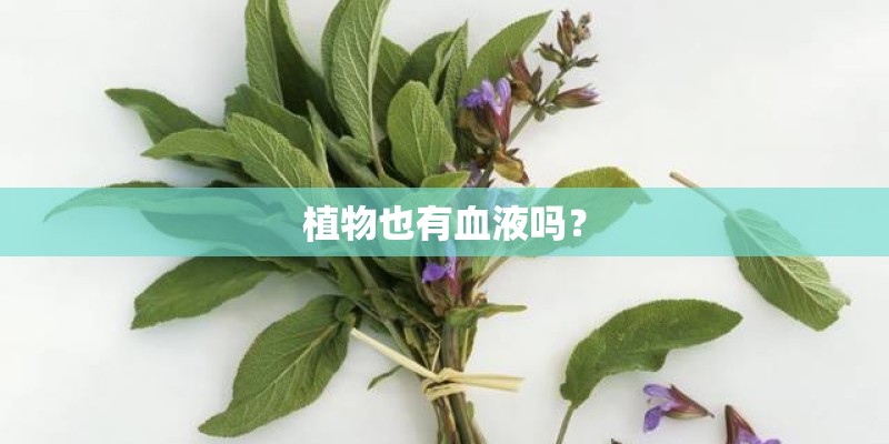 植物也有血液吗？