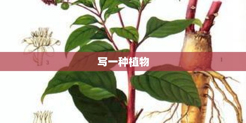 包粽子用什么叶子 老人吃粽子要注意热量