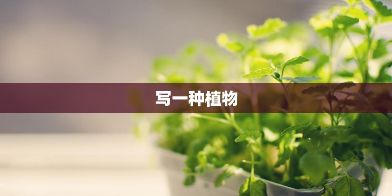 写一种植物