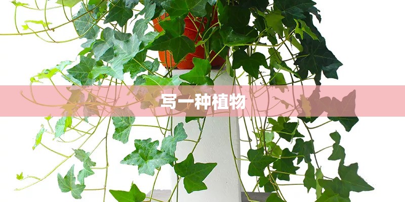 写一种植物