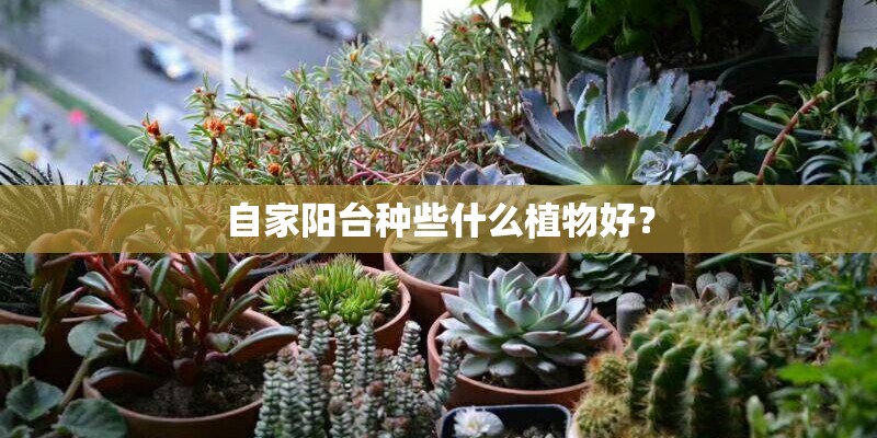 梦见栽花是什么意思有什么预兆