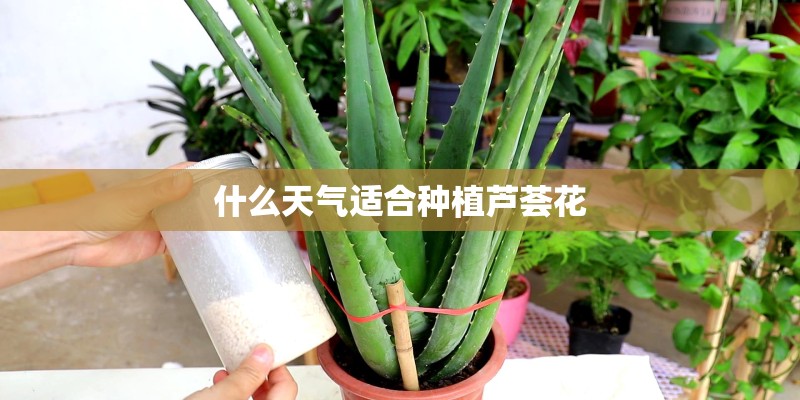 什么天气适合种植芦荟花