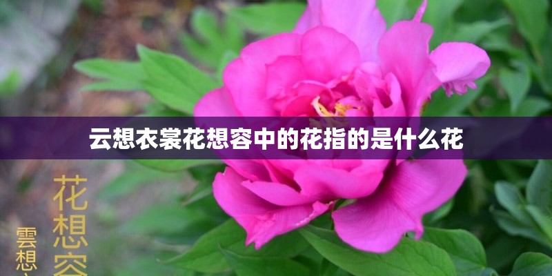 包粽子用什么叶子 老人吃粽子要注意热量