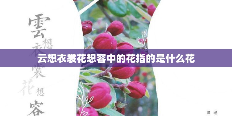 云想衣裳花想容中的花指的是什么花