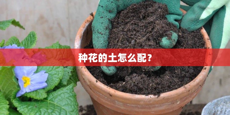 好养的花卉有哪些