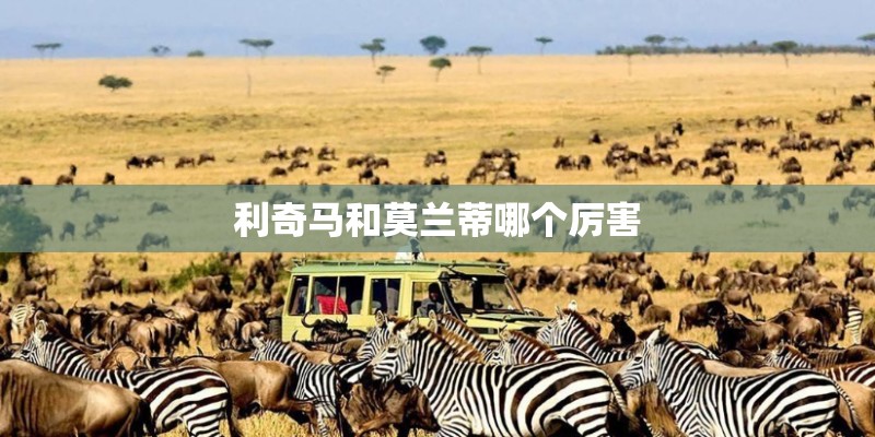 利奇马和莫兰蒂哪个厉害