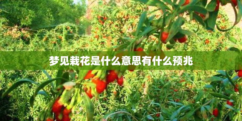 梦见栽花是什么意思有什么预兆