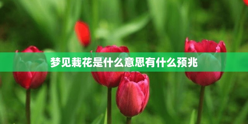 梦见栽花是什么意思有什么预兆