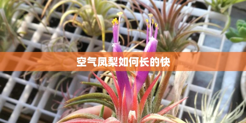 空气凤梨如何长的快