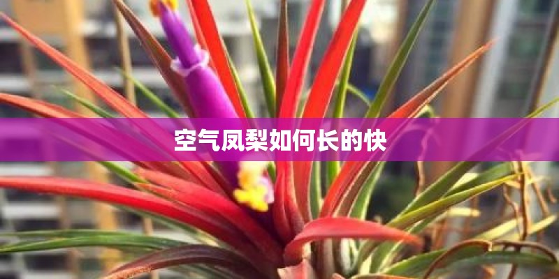 空气凤梨如何长的快