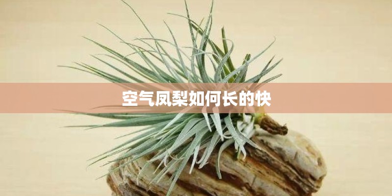 空气凤梨如何长的快