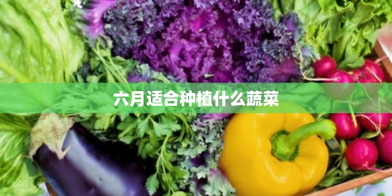 六月适合种植什么蔬菜