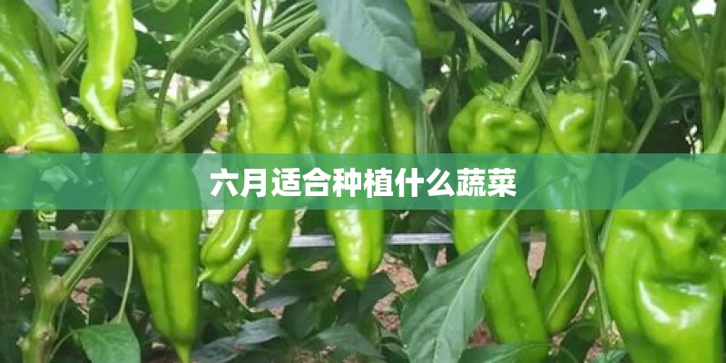 六月适合种植什么蔬菜